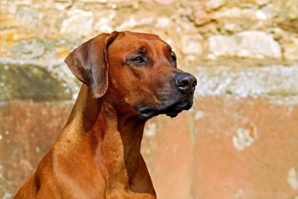 Dog Rocky
