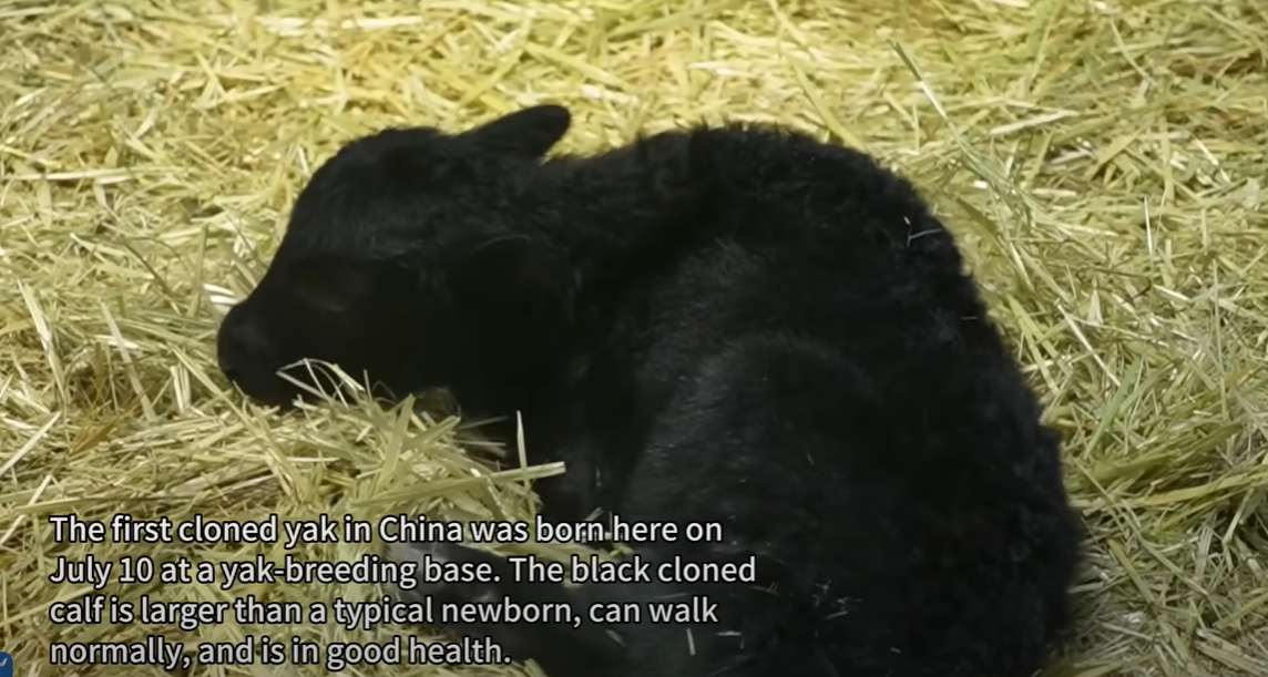  first cloned yak